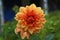 Beautiful dahlia in coral and orange color. Vibrant colored petals. Dark and greenish diffuse background