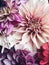 Beautiful Dahlia Flower Blooms