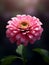 beautiful dahlia flower generative AI