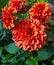 Beautiful dahlia flower.Magnificent red dahlia flower, mature flower