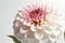 Beautiful dahlia flower on white background, close-up
