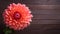 Beautiful Dahlia Flower on Wood Background with Copy Space