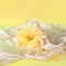 Beautiful dahlia flower on a yellow background with silk fabric