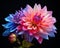 beautiful dahlia flowers on black background