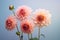 Beautiful Dahlia flowers on side of pastel blue background