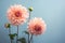 Beautiful Dahlia flowers on side of pastel blue background