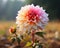 beautiful dahlia flowers on a sunny day