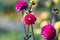 Beautiful Dahlias Magenta Pink on Green Meadow. Copy Space and Bokeh