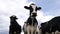 Beautiful dairy cow with large pink dotted nose looking into the camera