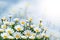 Beautiful daisies on a background of blue sky.Field with blooming flowers on a Sunny day.Summer background.