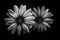 Beautiful Daisies (bellis perennis) isolated on black background with copy space for your text