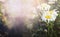 Beautiful daisies on blurred garden or park nature background