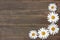 Beautiful daisies. Gorgeous texture old brown wood. Frame of flowers