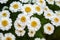 Beautiful daisies grow in the meadow. Photo of daisies in nature