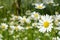 Beautiful daisy close-up on a sunny day in the meadow (peace, h