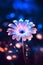 Beautiful daisy flower with bokeh lights on background.