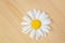 Beautiful Daisy flower lies on a wooden Board