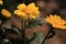 Beautiful daisy flowers blooming in garden with defocused or bokeh background.