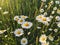 Beautiful daisy flowers in evening sunshine in grassland. Tranquil atmospheric summer meadow. Blooming leucanthemum vulgare and