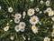 Beautiful daisy flowers in evening sunshine in grassland. Tranquil atmospheric summer meadow. Blooming leucanthemum vulgare and