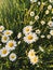 Beautiful daisy flowers in evening sunshine in grassland. Tranquil atmospheric summer meadow. Blooming leucanthemum vulgare ,wild