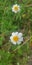 Beautiful Daisy flowers with green foliage or Bellis perennis L, or Compositae blooming in the park during sunlight of summer day