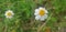 Beautiful Daisy flowers with green foliage or Bellis perennis L, or Compositae blooming in the park during sunlight of summer day