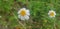 Beautiful Daisy flowers with green foliage or Bellis perennis L, or Compositae blooming in the park during sunlight of summer day