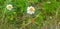 Beautiful Daisy flowers with green foliage or Bellis perennis L, or Compositae blooming in the park during sunlight of summer day