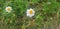 Beautiful Daisy flowers with green foliage or Bellis perennis L, or Compositae blooming in the park during sunlight of summer day