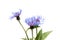 Beautiful daisy flowers isolated on background cutout.