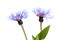 Beautiful daisy flowers isolated on background cutout.