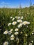 Beautiful daisy flowers in sunny light in grassland. Tranquil atmospheric summer meadow. Blooming leucanthemum vulgare ,wild