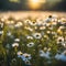 Beautiful daisy flowers under the daylight