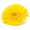 Beautiful daisy gerbera flower