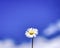 Beautiful daisy over blue sky