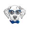 Beautiful dalmatian painted by hand. Vector illustration for a card or poster, print on clothes. Cute dog in glasses and tie. Pedi