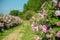 Beautiful Damask Roses in rose garden