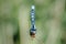 Beautiful damesfly Enallagma cyathigerum. Macro Shot. blue dragonfly is sitting on grass in a meadow. insect dragonfly close up