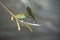 Beautiful damselfly Calopteryx splendens female on a branch above the river