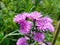 Beautiful dan colourful purple marigold flower aster amellus