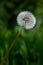Beautiful dandalion flower Taraxacum officinale