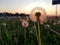 Beautiful dandelion against the setting sun. A close up view. The rays of the sun shining through the dand