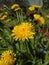 Beautiful dandelion with a background of many dandelions