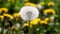 Beautiful dandelion close up blurred background
