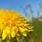 Beautiful Dandelion. Close. Yellow.