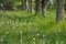 Beautiful dandelion field. Tree trunks, green grass, dandelions and other flowers