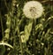 beautiful dandelion, perfection and simplicity of style