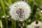 A beautiful dandelion prepared for a flight around the world