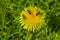 Beautiful dandelion with three insects on the flower